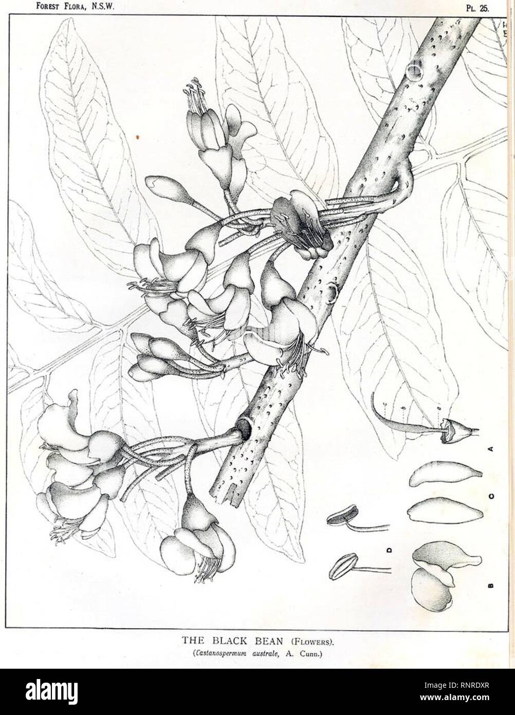 Castanospermum australe00. Stock Photo