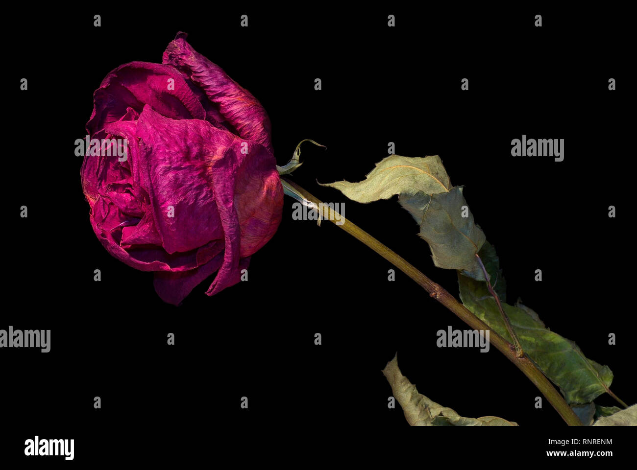 Dried purple rose flower with leafs on black background Stock Photo - Alamy