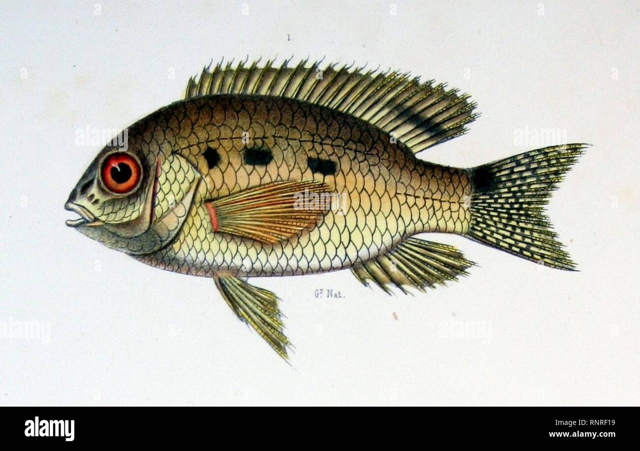 Castelnau-poissons Aequidens tetramerus. Stock Photo