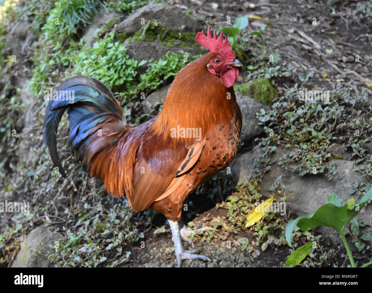 Ginger Rooster With The Red Crest And Wattle Stock Photo, Picture and  Royalty Free Image. Image 655406.