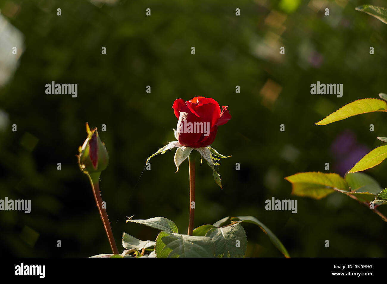 closeup of a beautiful red rose, with a retro effect Stock Photo