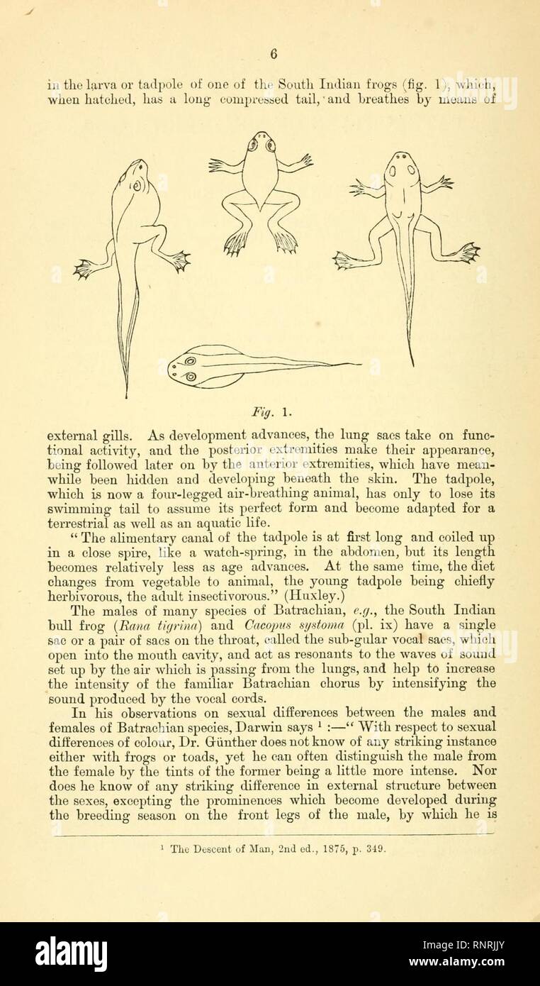 Catalogue of the Batrachia Salientia and Apoda (frogs, toads, and cœcilians) of southern India (Page 6, Fig. 1) Stock Photo