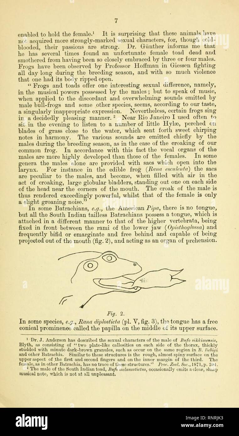 Catalogue of the Batrachia Salientia and Apoda (frogs, toads, and cœcilians) of southern India (Page 7, Fig. 2) Stock Photo