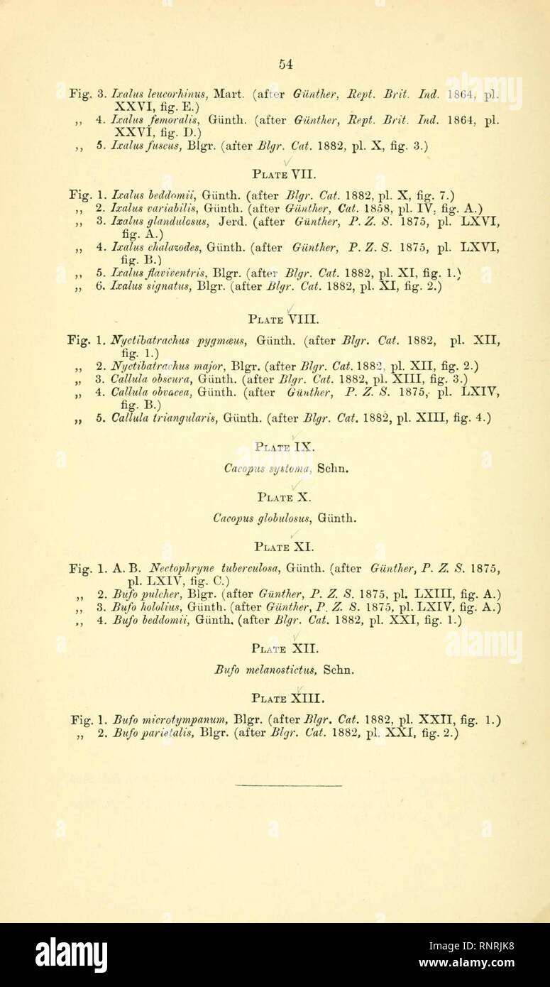 Catalogue of the Batrachia Salientia and Apoda (frogs, toads, and cœcilians) of southern India (Page 54) Stock Photo
