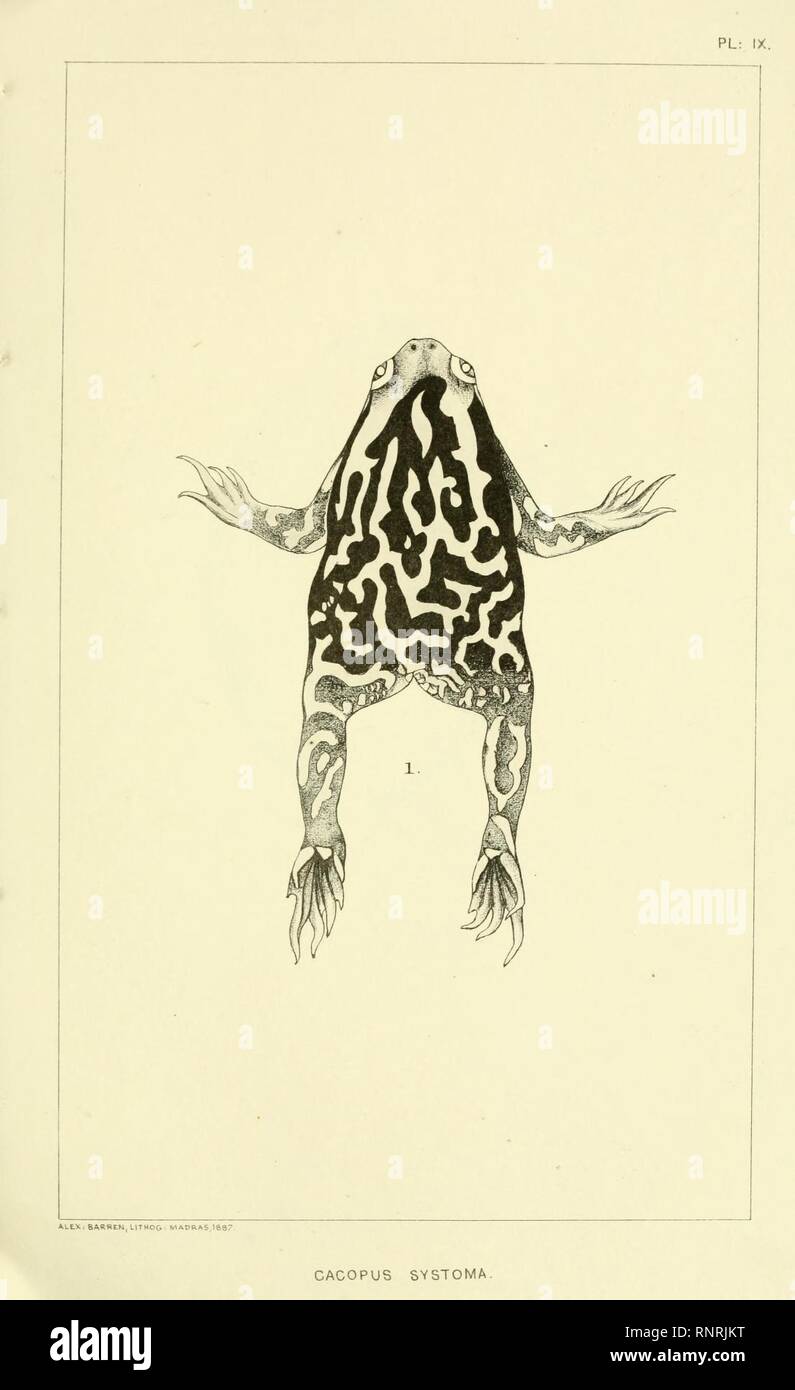 Catalogue of the Batrachia Salientia and Apoda (frogs, toads, and cœcilians) of southern India (Plate IX) Stock Photo