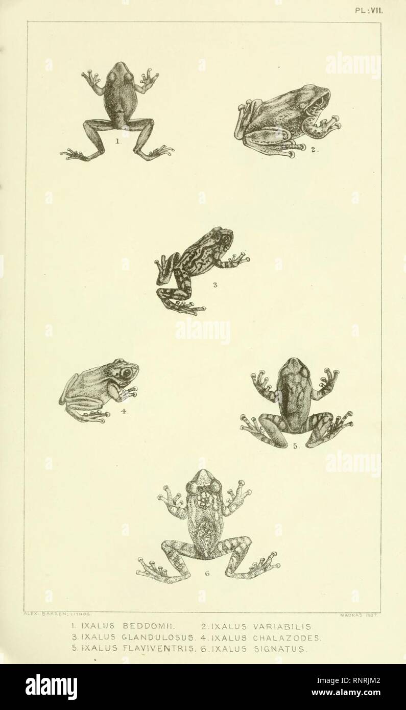 Catalogue of the Batrachia Salientia and Apoda (frogs, toads, and cœcilians) of southern India (Plate VII) Stock Photo