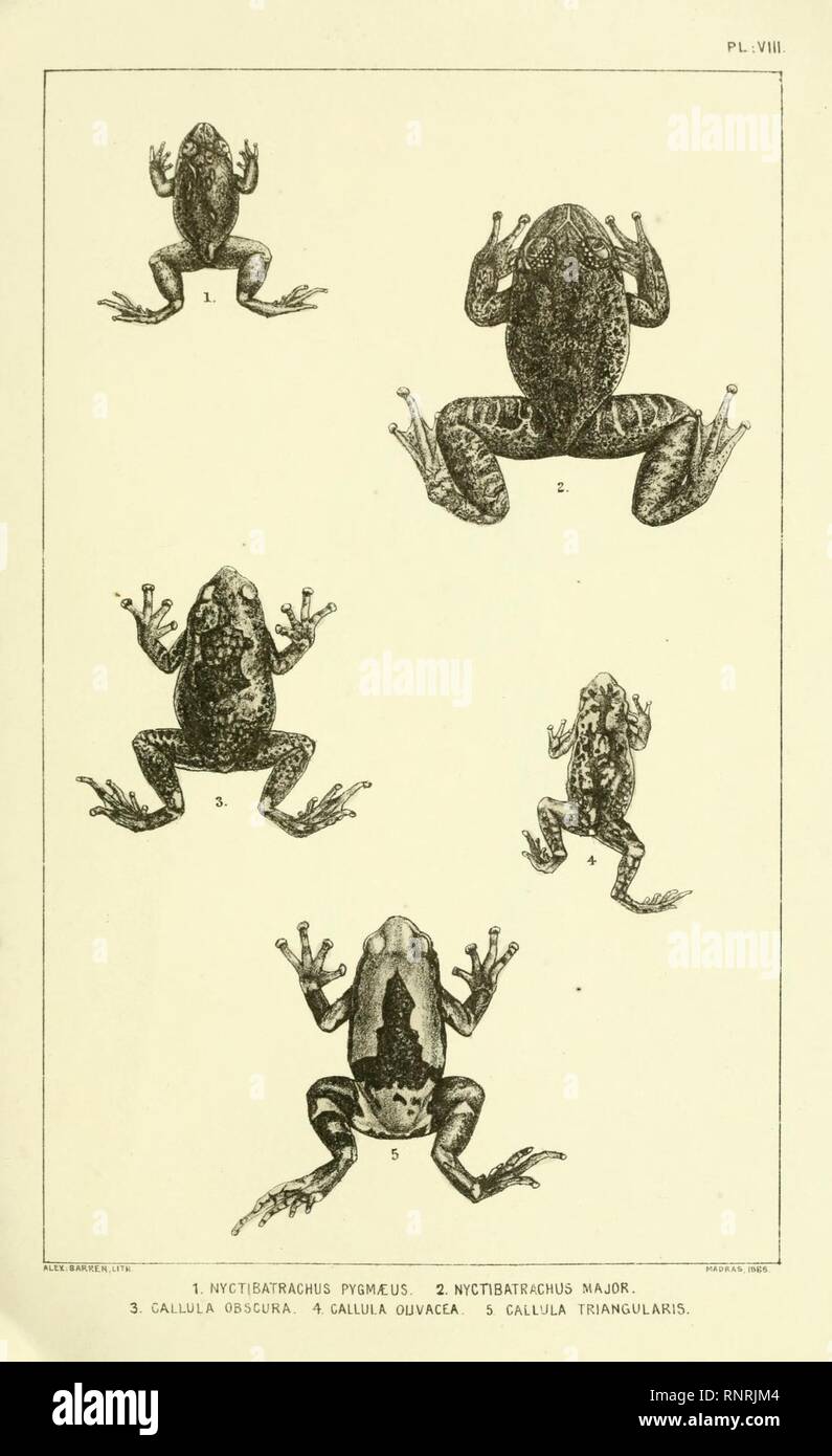 Catalogue of the Batrachia Salientia and Apoda (frogs, toads, and cœcilians) of southern India (Plate VIII) Stock Photo
