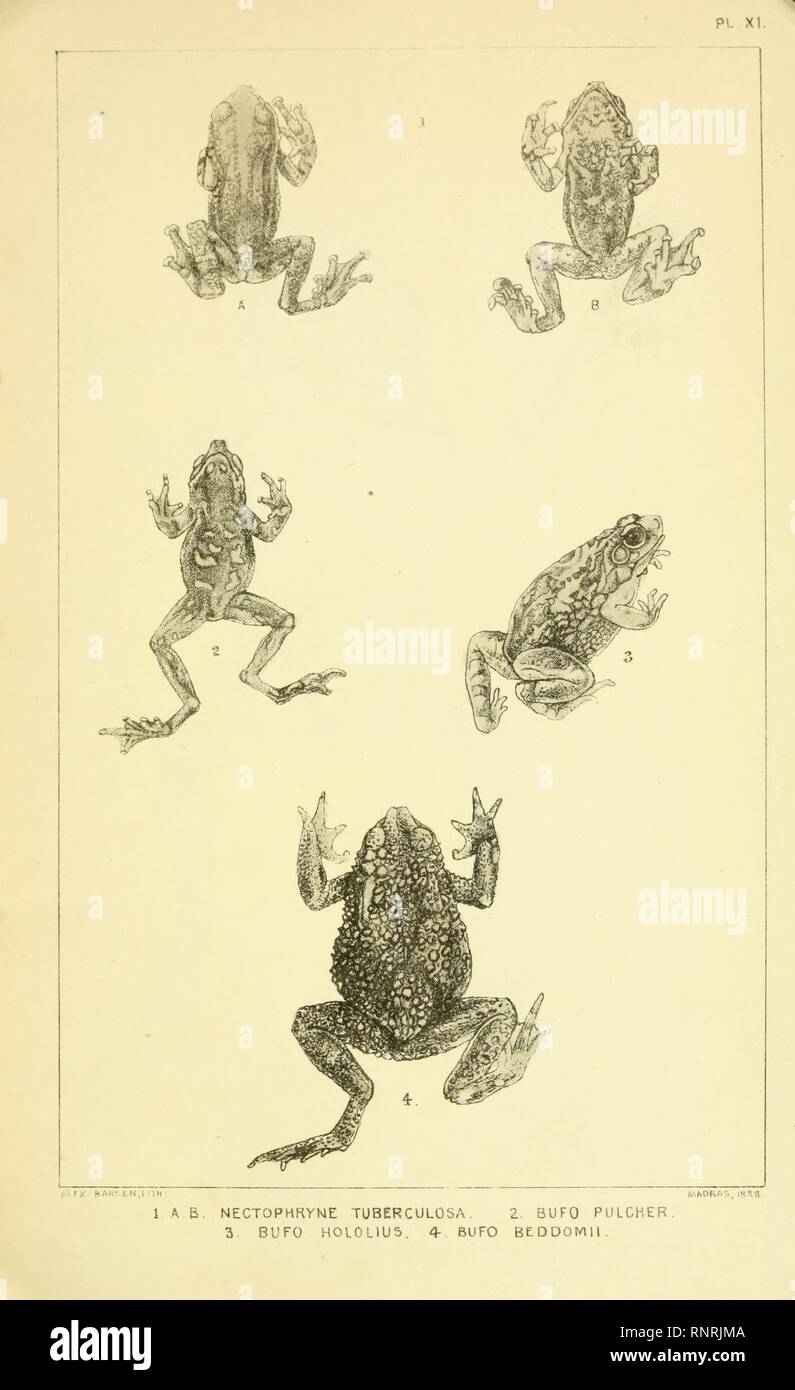 Catalogue of the Batrachia Salientia and Apoda (frogs, toads, and cœcilians) of southern India (Plate XI) Stock Photo