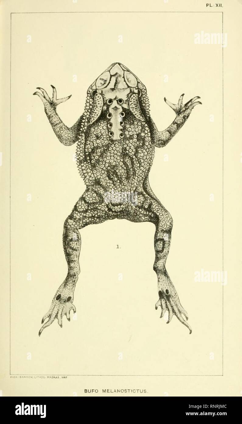 Catalogue of the Batrachia Salientia and Apoda (frogs, toads, and cœcilians) of southern India (Plate XII) Stock Photo