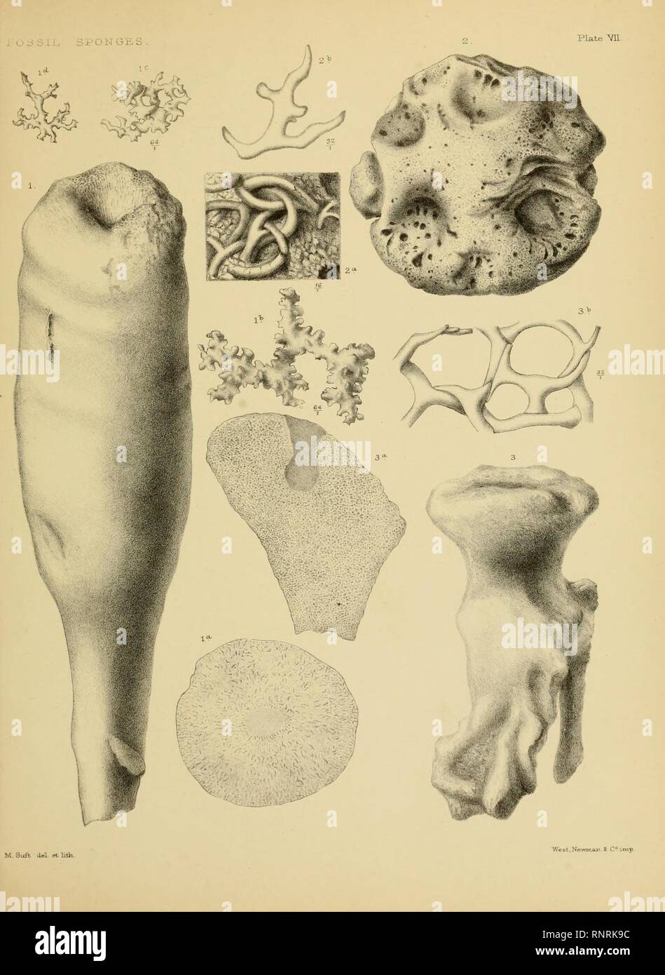 Catalogue of the fossil sponges in the Geological Department Stock