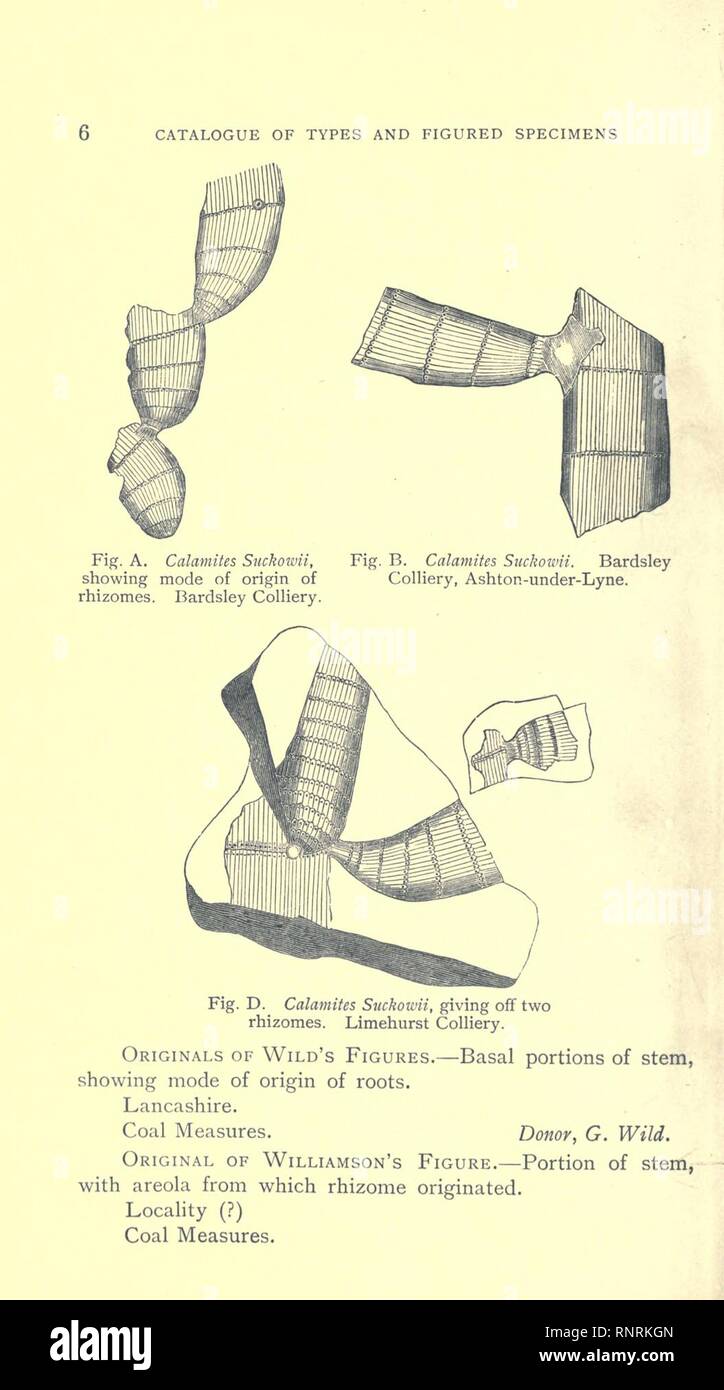 Catalogue of the types and figured specimens in the Geological