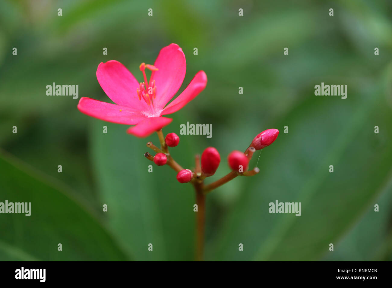 Closed Up a Blooming Jatropha Flower with Flower Buds on Blurry Green Foliage in Background Stock Photo