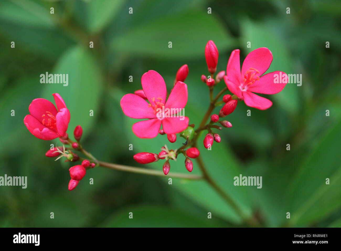 Three of Blooming Jatropha Flowers with Bunch of Flower Buds on Blurry Green Foliage in Background Stock Photo