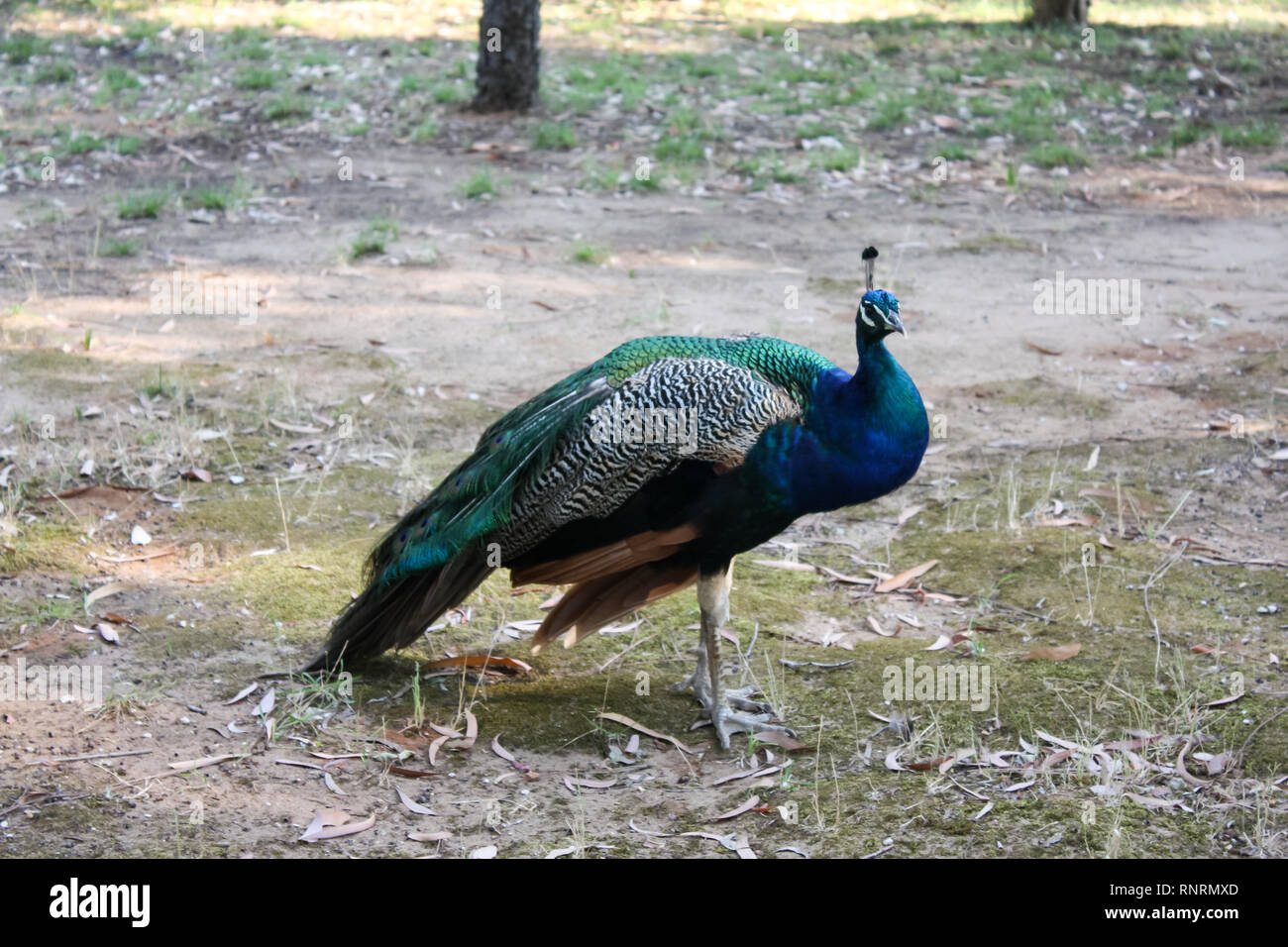 Blue and green peacock male on grass Stock Photo