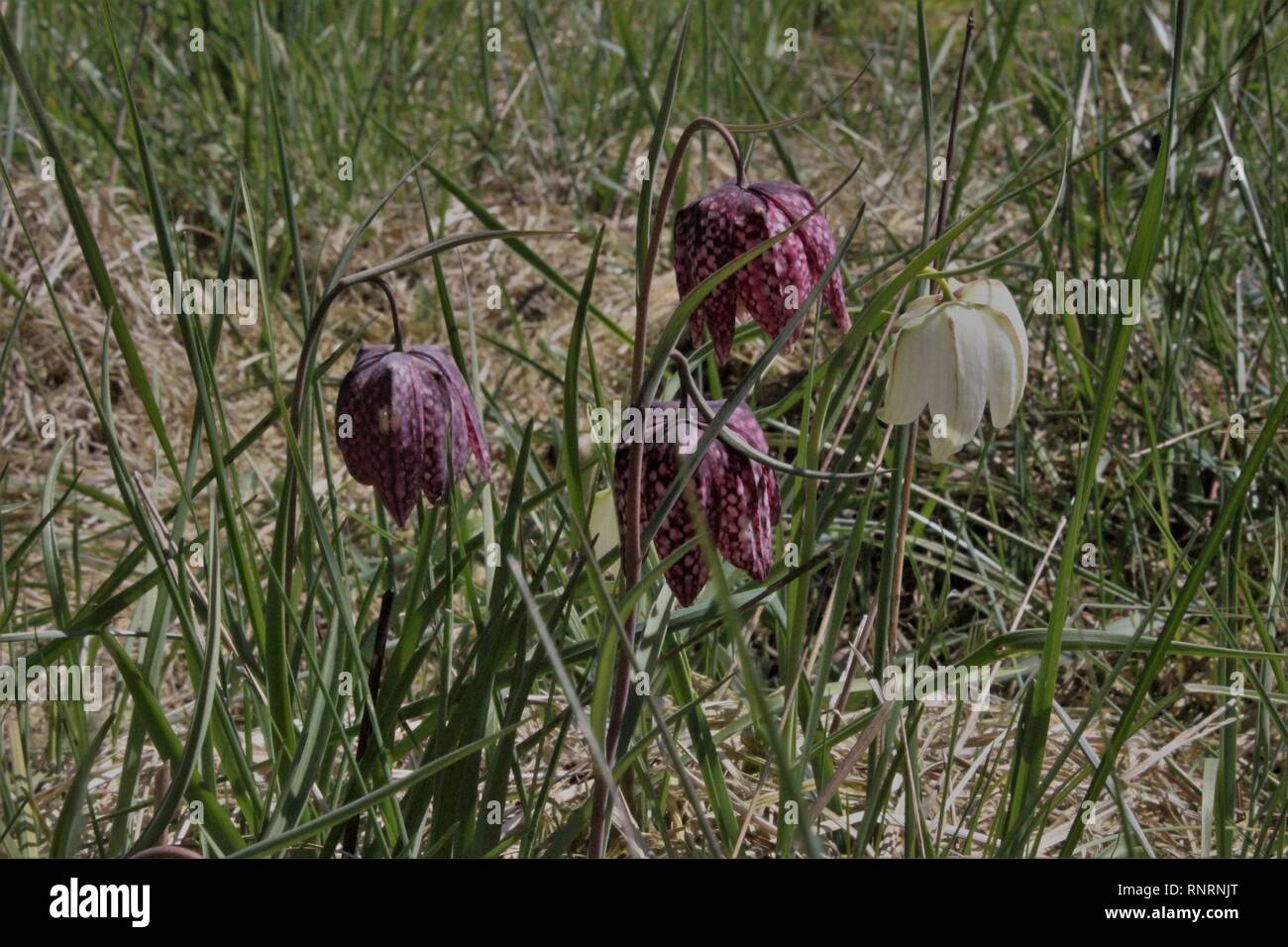 Snake´s Head (Fritillaria meleagris) flowering on a wet meadow near Sassenberg, Muensterland, Germany Stock Photo