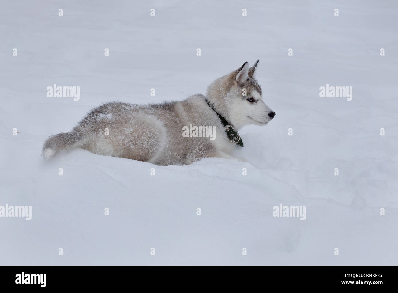 Funny Siberian Husky Puppies Grey And White