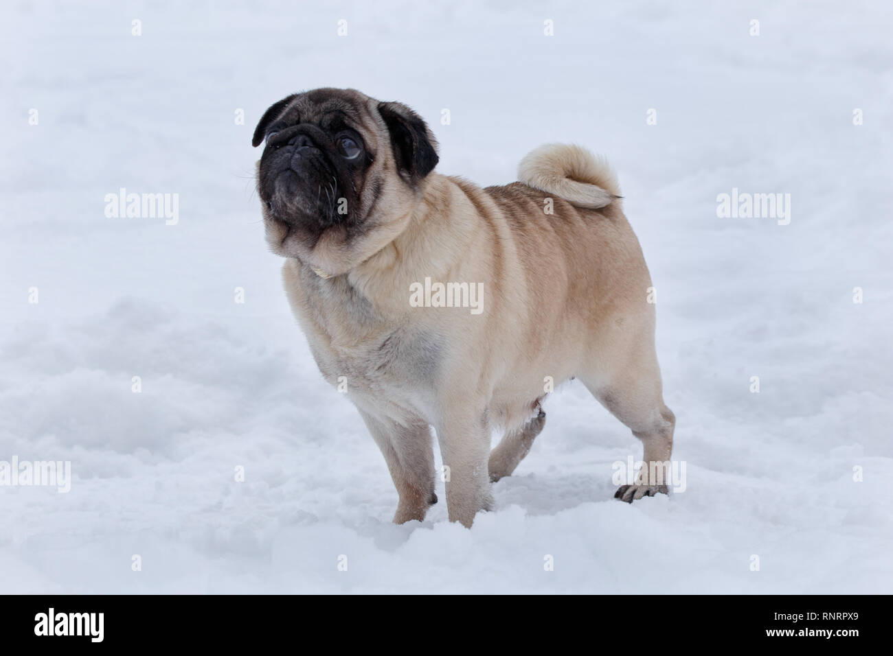Cute chinese pug puppy is standing on the white snow. Dutch mastiff or mops.  Pet animals. Purebred dog Stock Photo - Alamy
