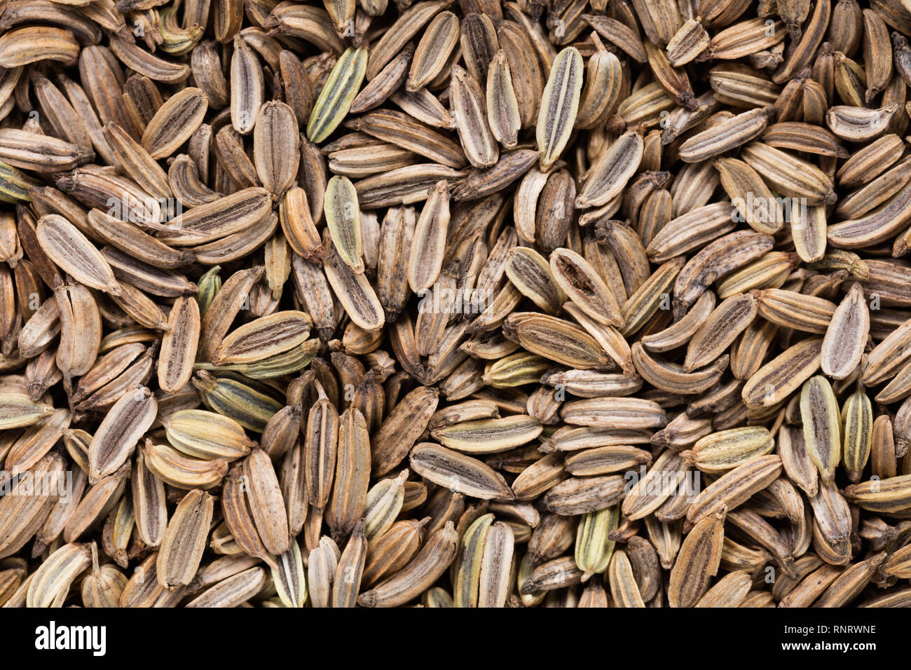 High quality seeds of aromatic fennel, in a texture form for your