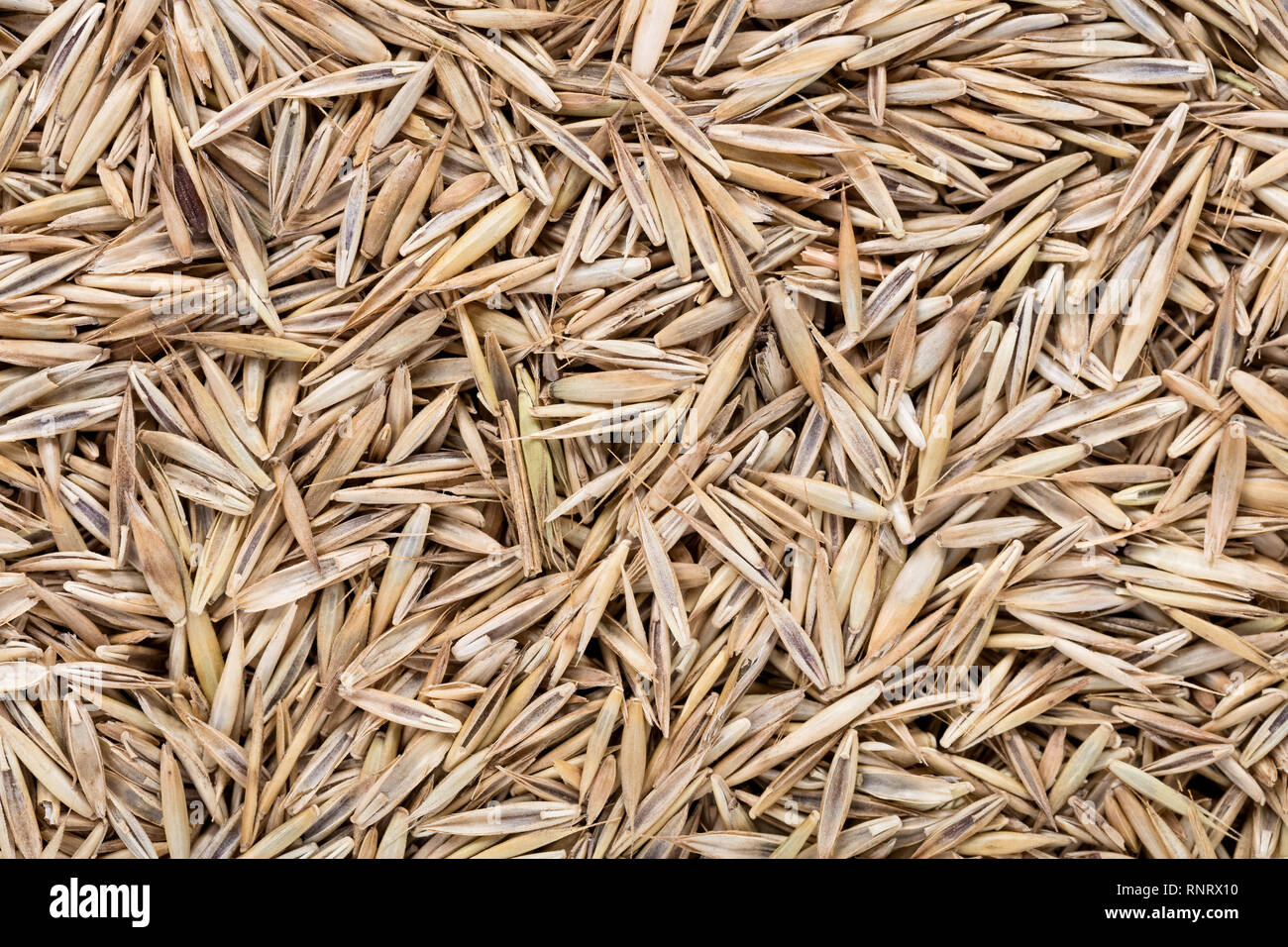 High quality seeds of lawn grass, in a texture form for your green garden. Can be used by seed