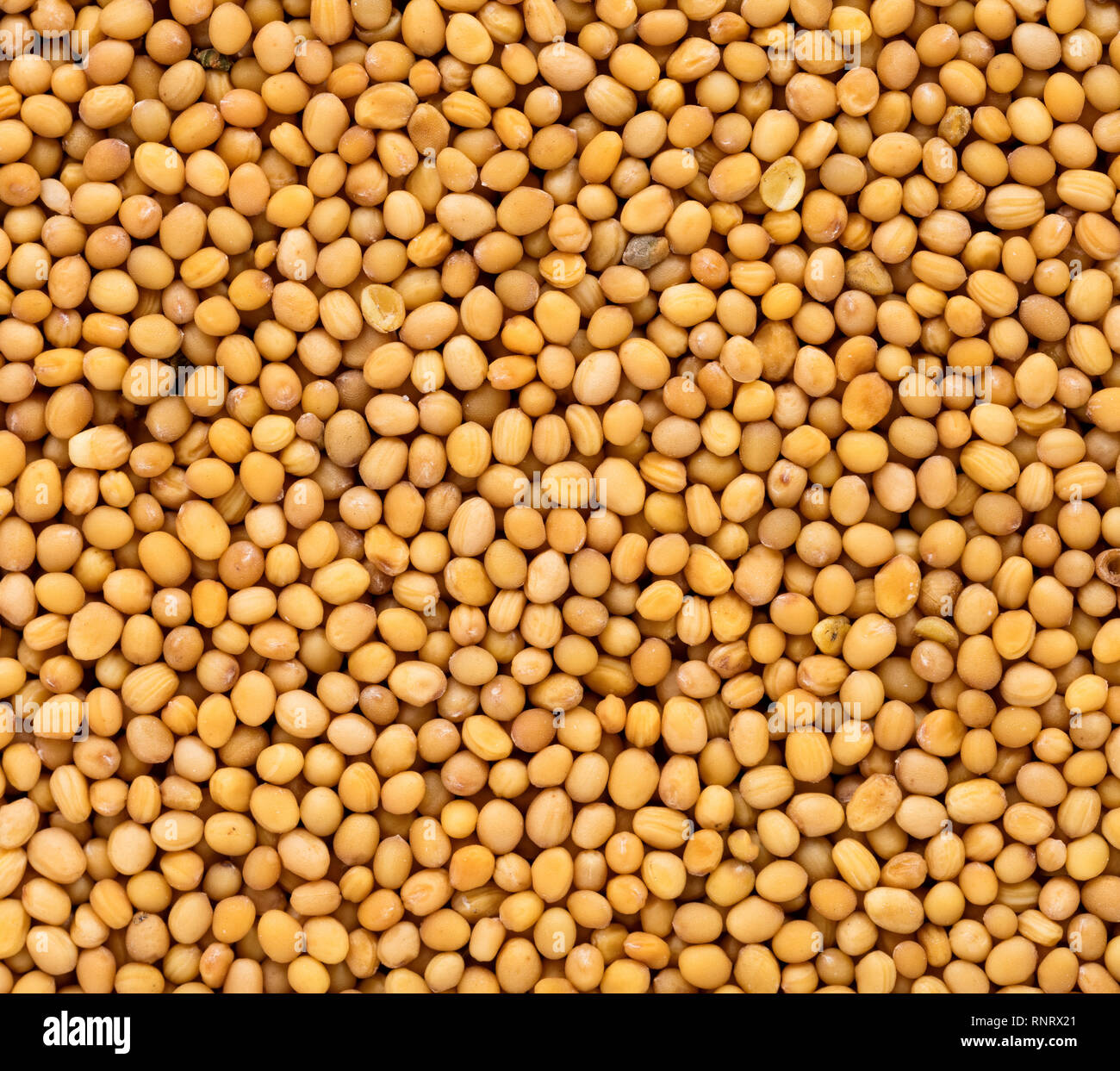 High quality seeds of mustard, in a texture form for your awesome