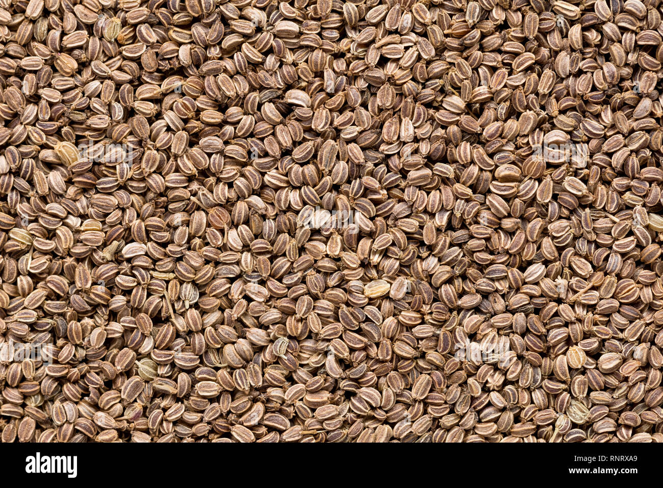 High quality seeds of celery, in a texture form for your unique garden