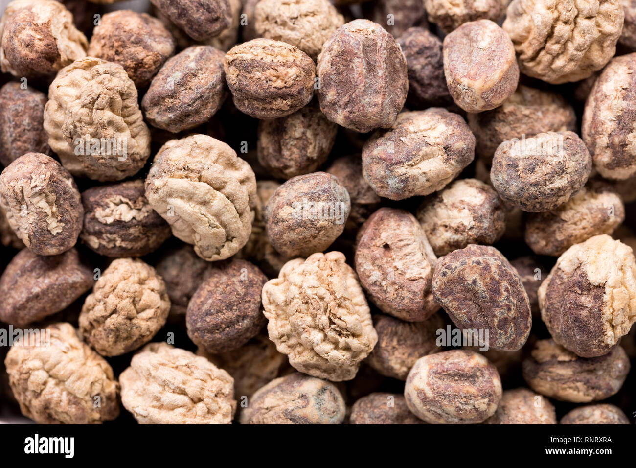 Botany close hires stock photography and images Alamy