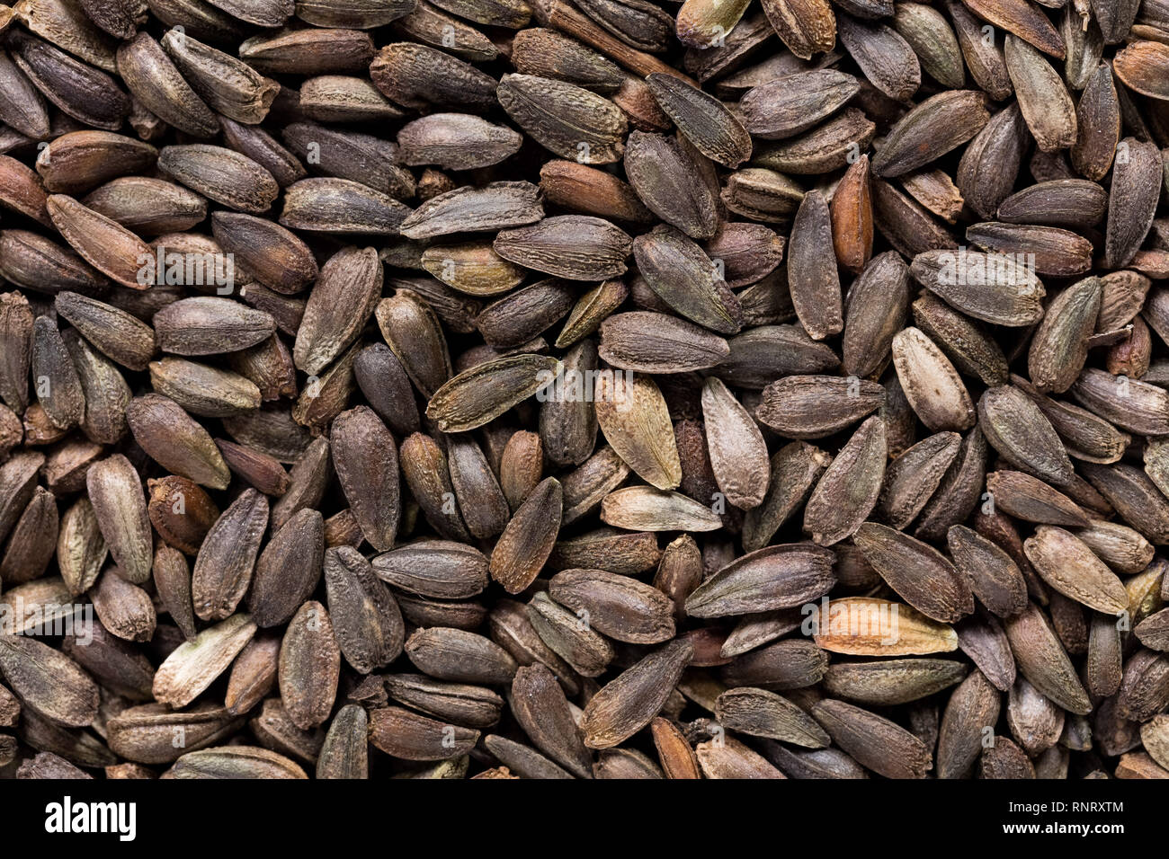 High quality seeds of arctotic, flower in a texture form for your