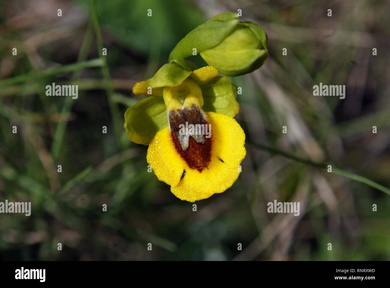 Ophrys lutea Stock Photo