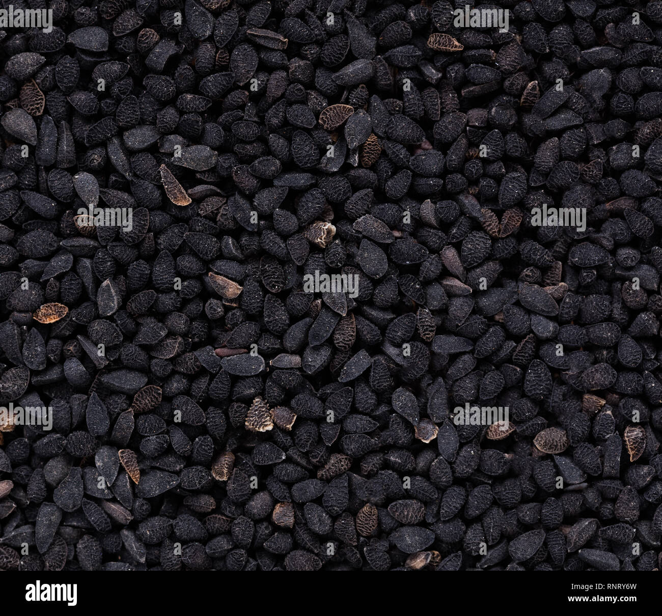 High quality seeds of contrast nigella, flower in a texture form for