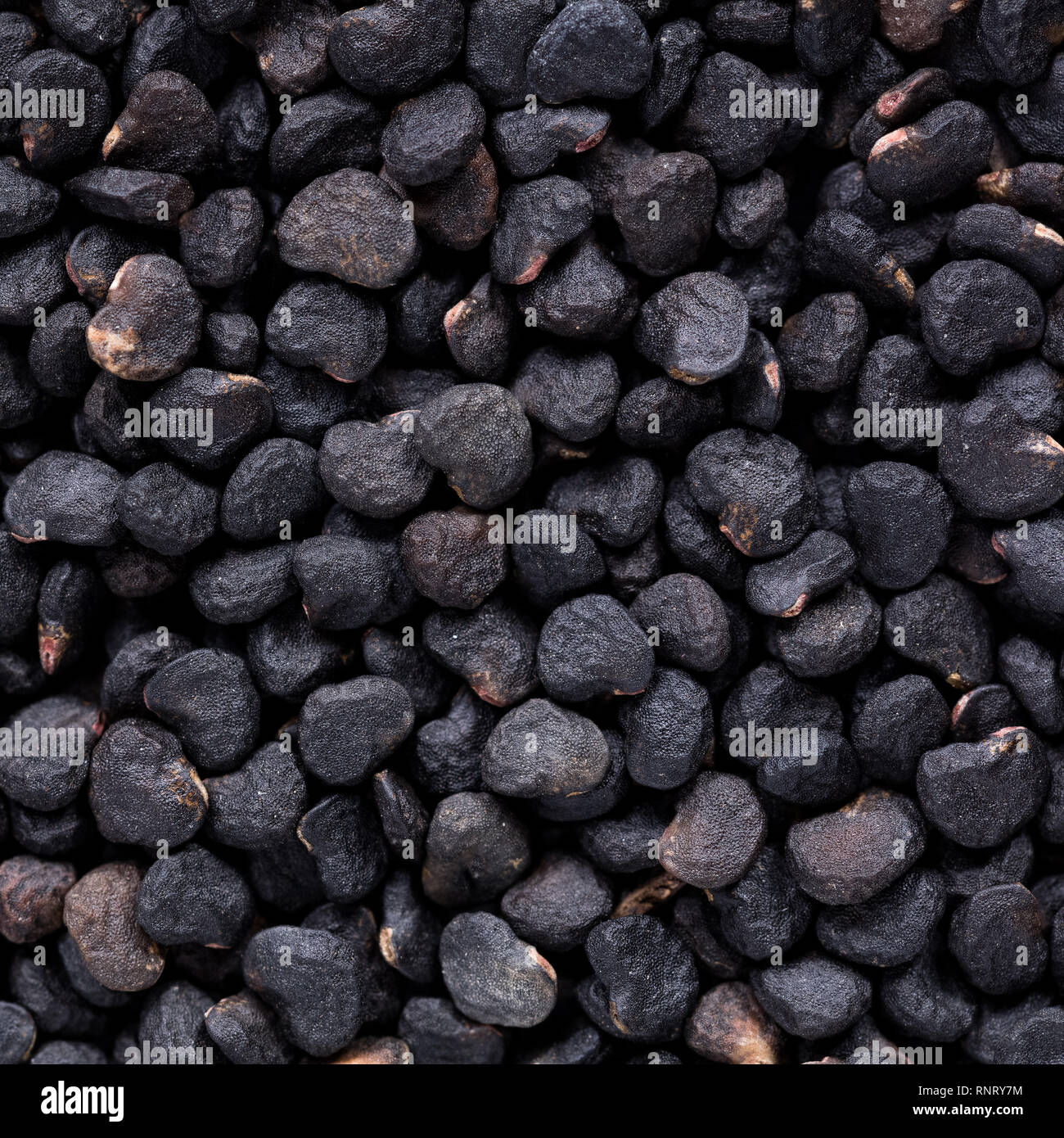 High quality seeds of datura, flower in a texture form for your