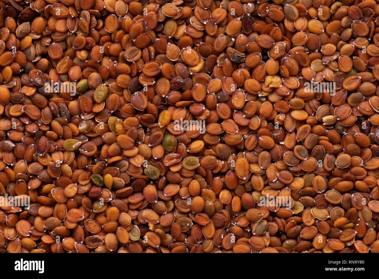 High quality seeds of alyssum, flower in a texture form for your unique