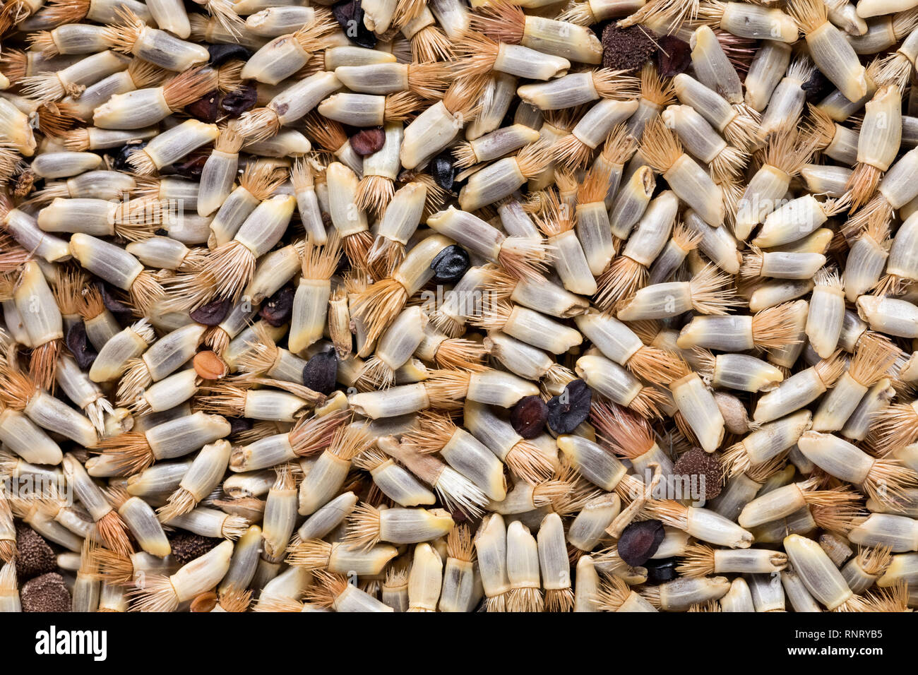 High quality seeds of centaurea, flower in a texture form for your