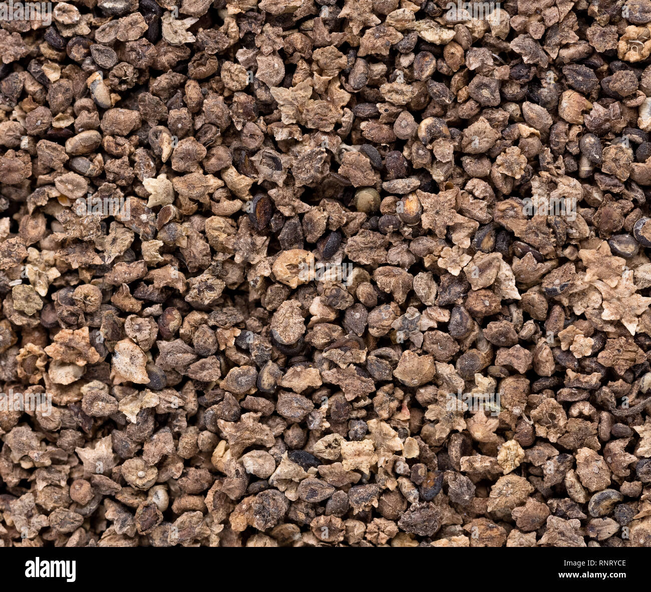 High quality seeds of kochia, flower in a texture form for your unique