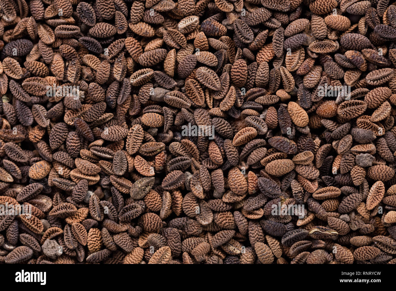 Vibrant Phacelia Seeds Capture for Your Screen Vibrant Phacelia Seeds Capture for Your Screen