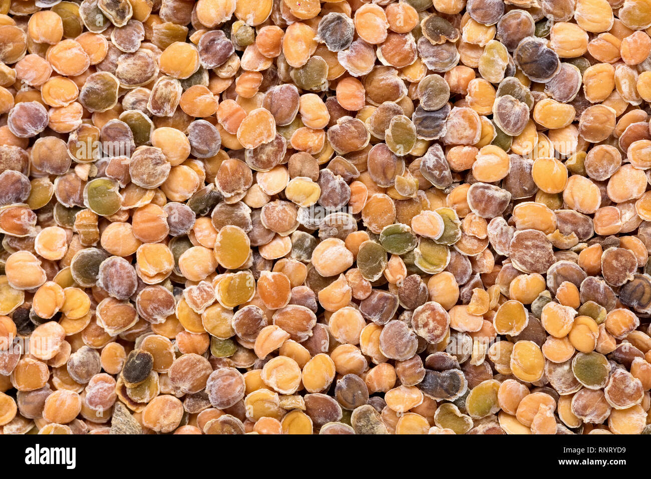 High quality seeds of matthiola, flower in a texture form for your