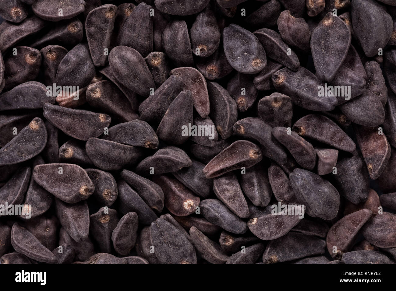 High quality seeds of ipomoea, gentle flower in a texture form for your