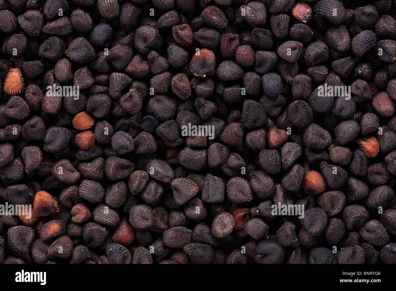 High quality seeds of agrostemma, flower in a texture form for your