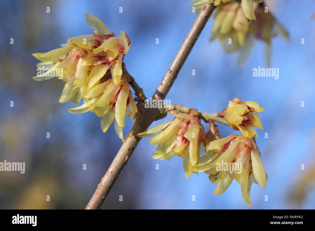 Chimonanthus praecox.  Highly fragrant flowers of Wintersweet - January, UK Stock Photo