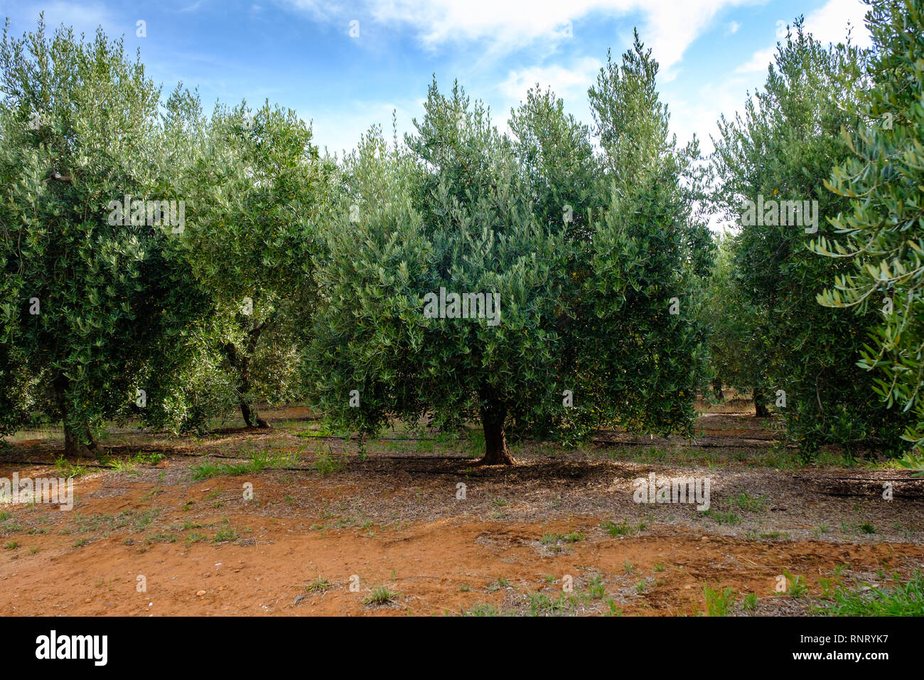 Olives growing on the Tokara wine estate vineyard in Stellenbosch, near Cape Town, South Africa Stock Photo