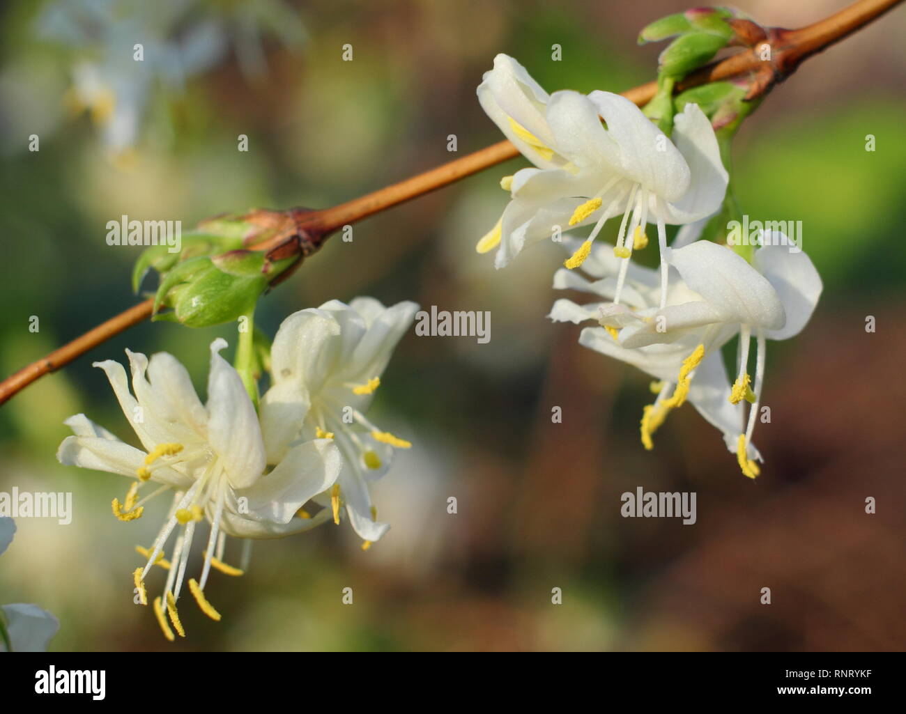 Lonicera fragrantissima. Highly fragrant  blooms of Winter flowering honeysuckle - also called Sweetest honeysuckle - in a UK garden, January. Stock Photo