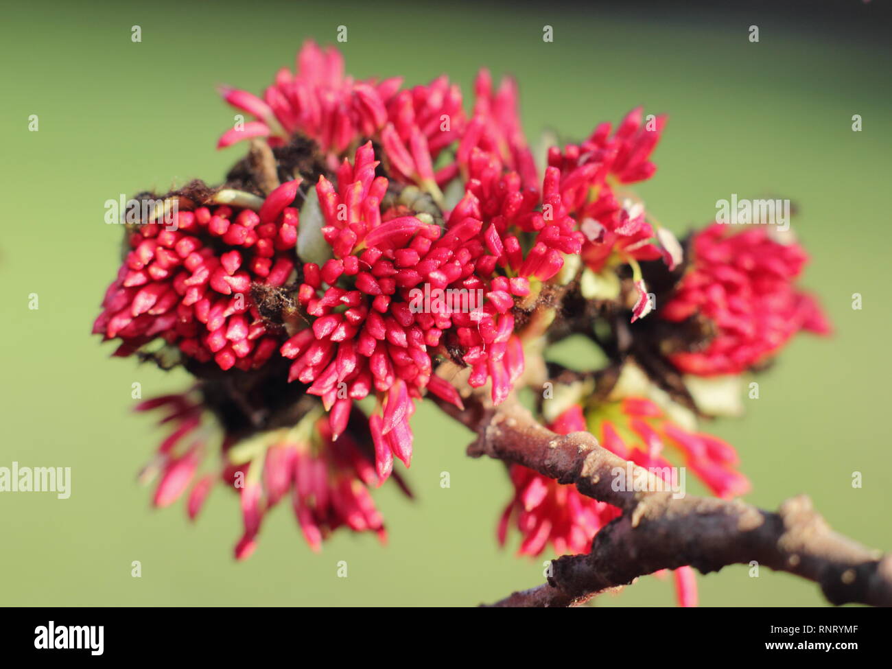 Parrotia Persica Tree Hi res Stock Photography And Images Alamy parrotia-persica-tree-hi-res-stock-photography-and-images-alamy