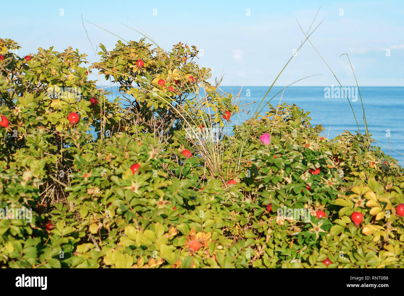 rosehip on a branch, wild rose of wild rose and ripe berry Stock Photo