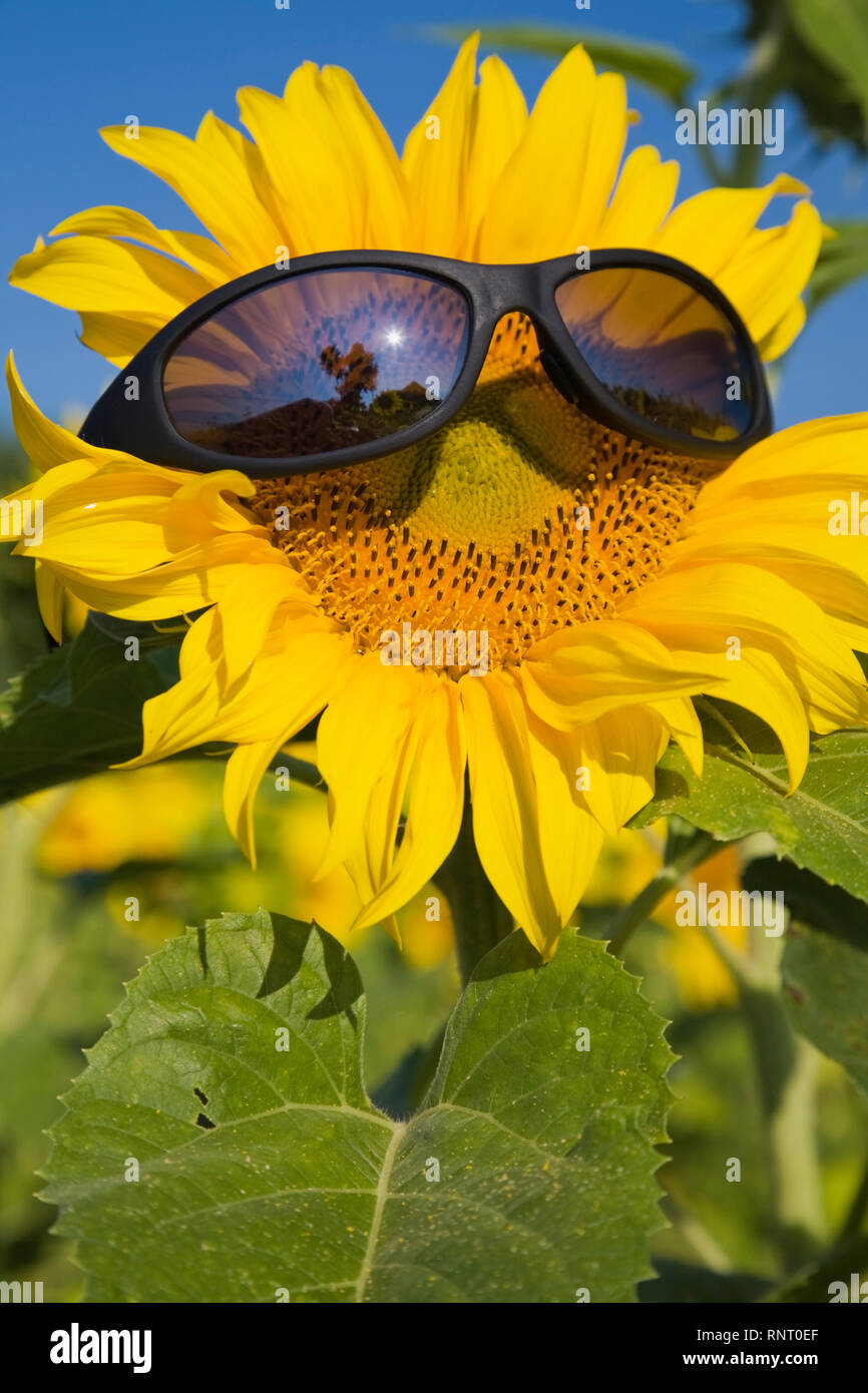 Close-up of a sunflower wearing black sunglasses Stock Photo