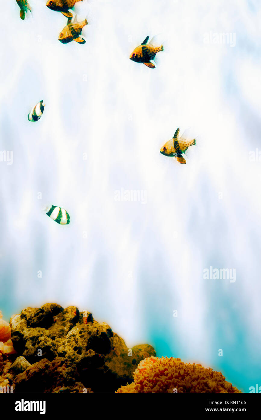 Stylised image of tropical fish swimming in an aquarium, pieces of coral at the bottom Stock Photo