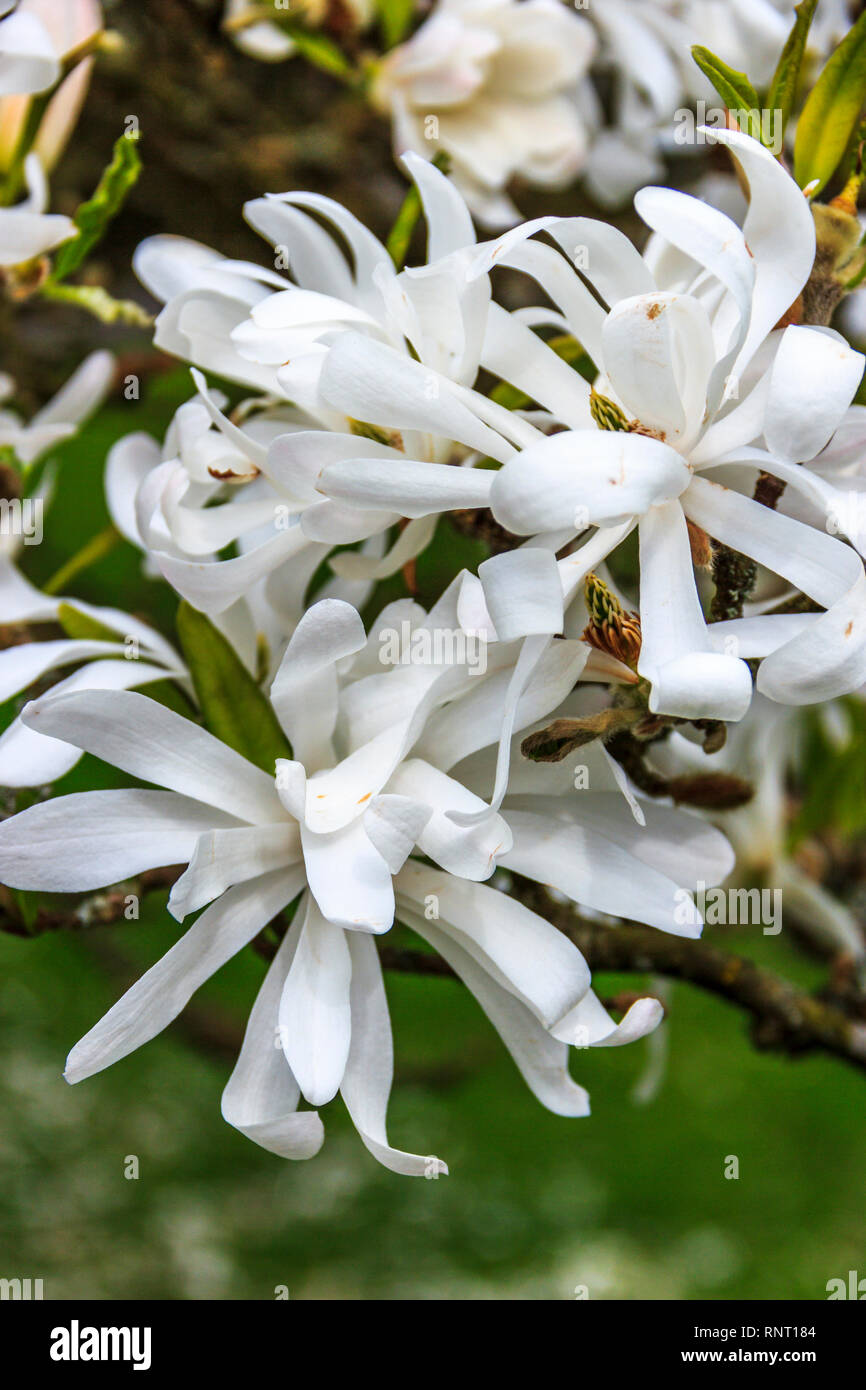 White Star Magnolia flowers in bloom in an urban back garden Stock Photo