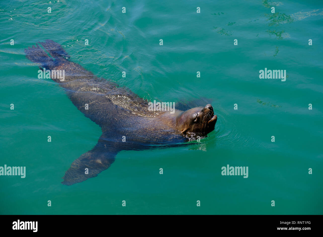 A seal swims in Kalk Bay Harbour, near Cape Town, South Africa Stock Photo