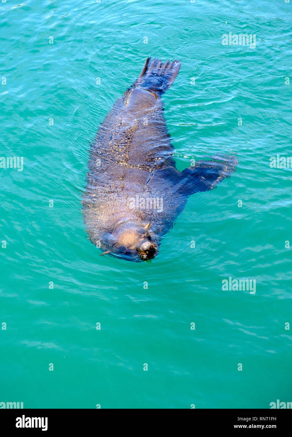 A seal swims in Kalk Bay Harbour, near Cape Town, South Africa Stock Photo