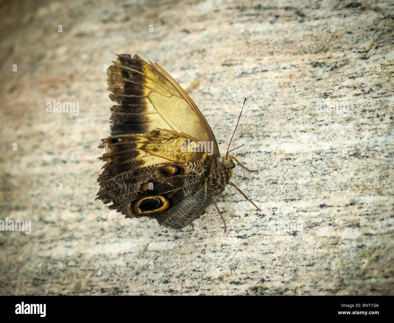 Butterfly Museum Niagara Falls, Ontario,Canada, North America Stock Photo