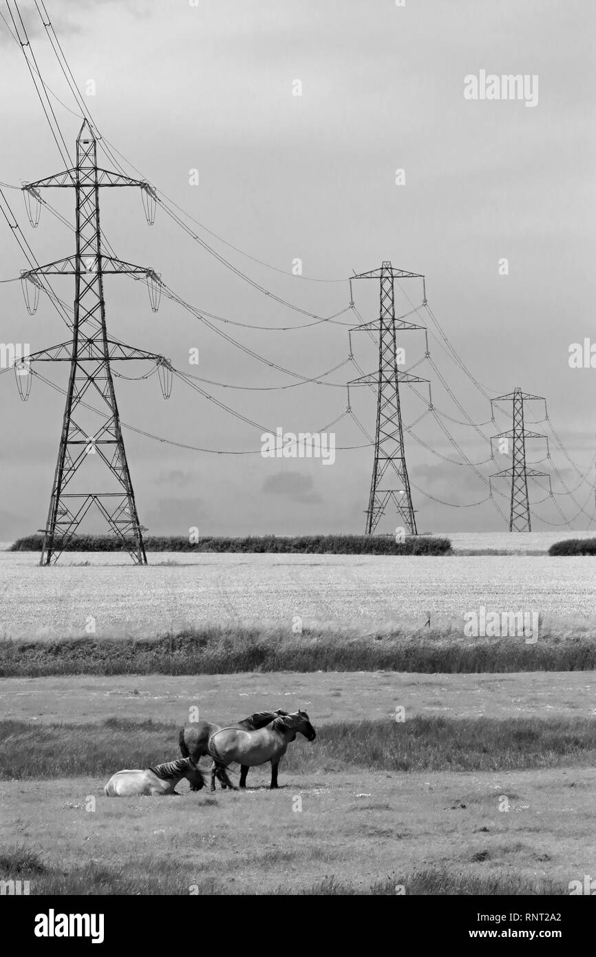 Windy day what to do on a windy day Black and White Stock Photos