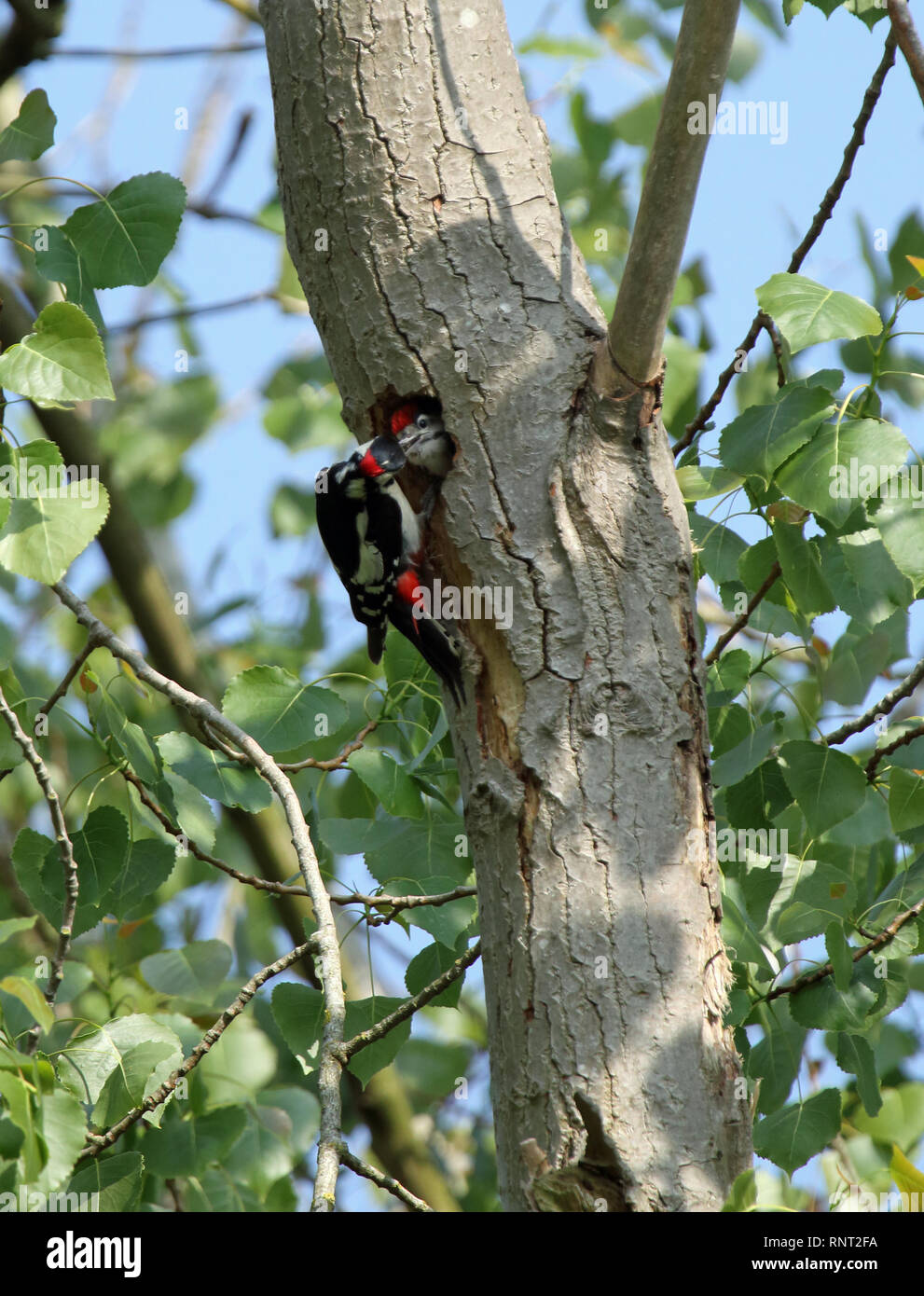 Great spotted woodpecker chick (Dendrocopus major) being fed at its nest hole, Felmersham SSSI, Bedfordshire, UK. Stock Photo